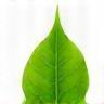 Leaf icon representing eco-conscious home technology